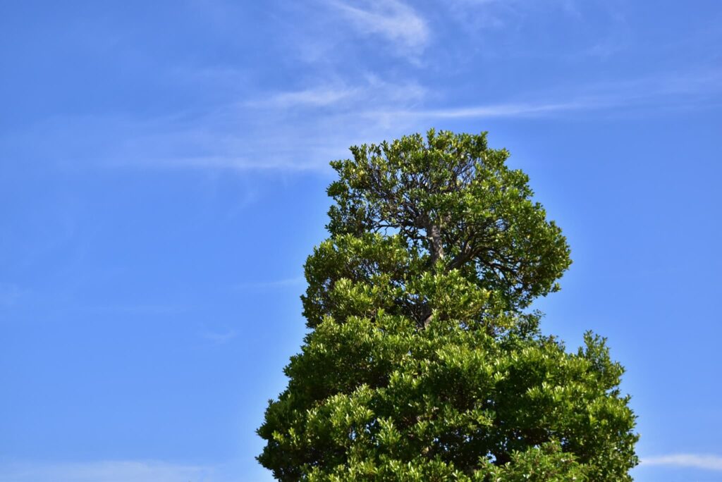 Mochi-Tree-Ilex-integra