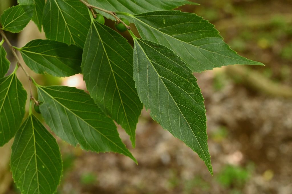 Japanese-Hackberry-Celtis-sinensis