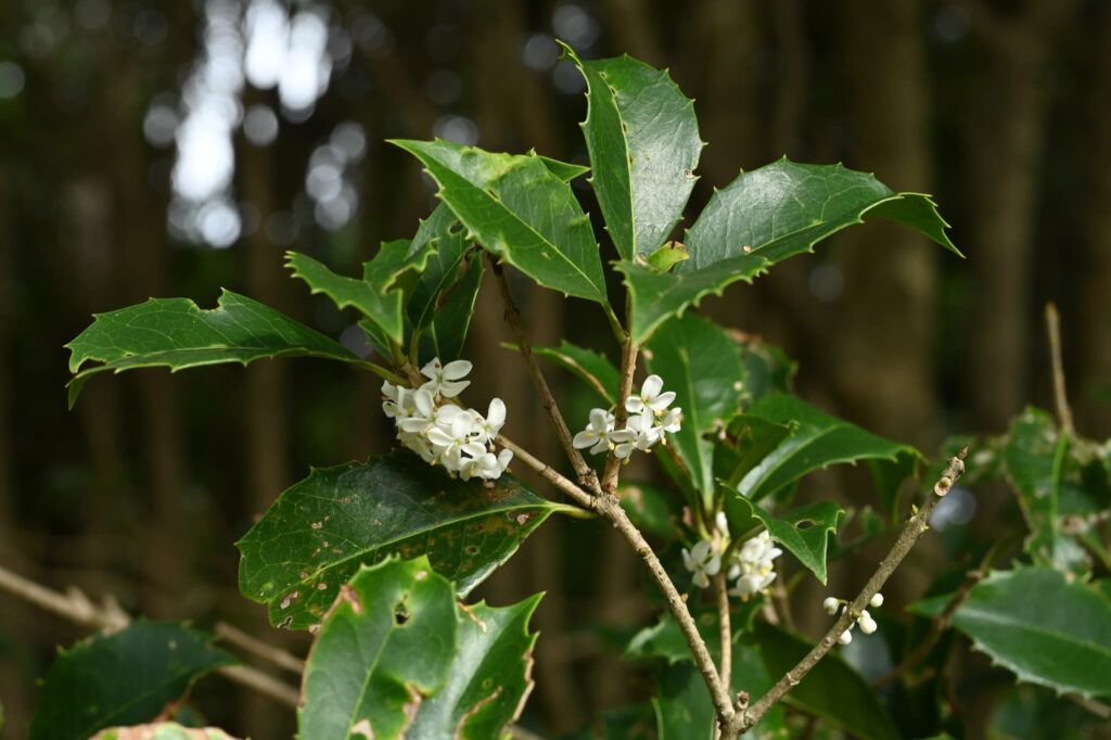 False-Holly-Osmanthus-heterophyllus