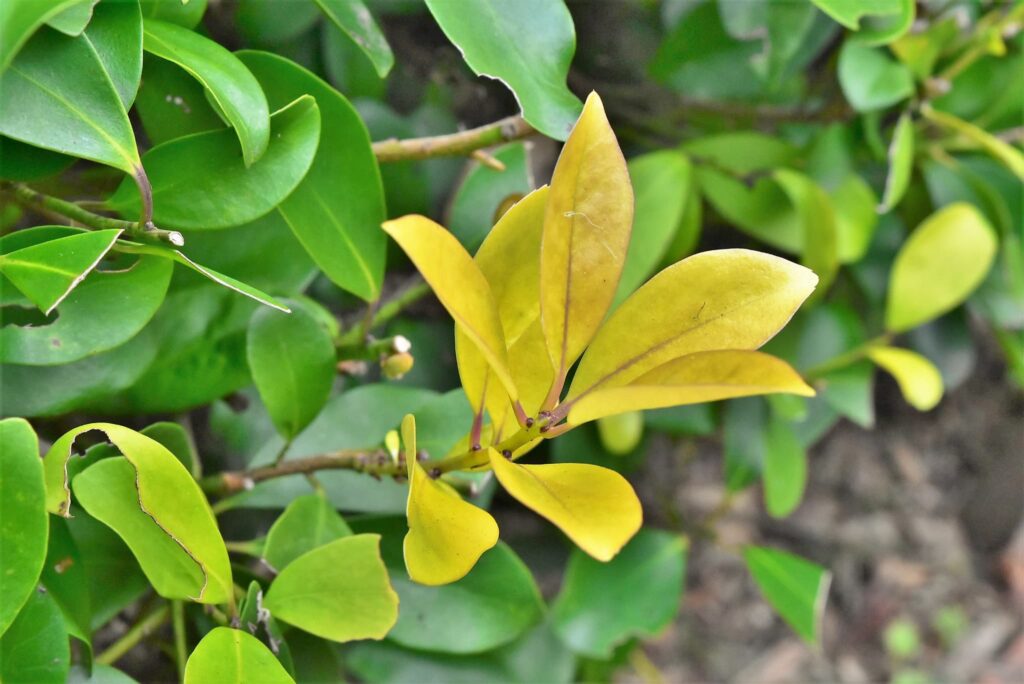 Mochi-Tree-Ilex-integra