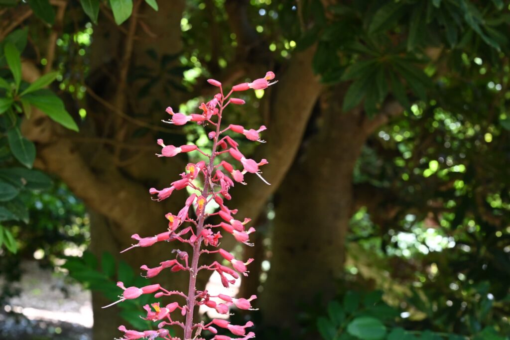 Japanese-Horse-Chestnut-Aesculus-turbinata