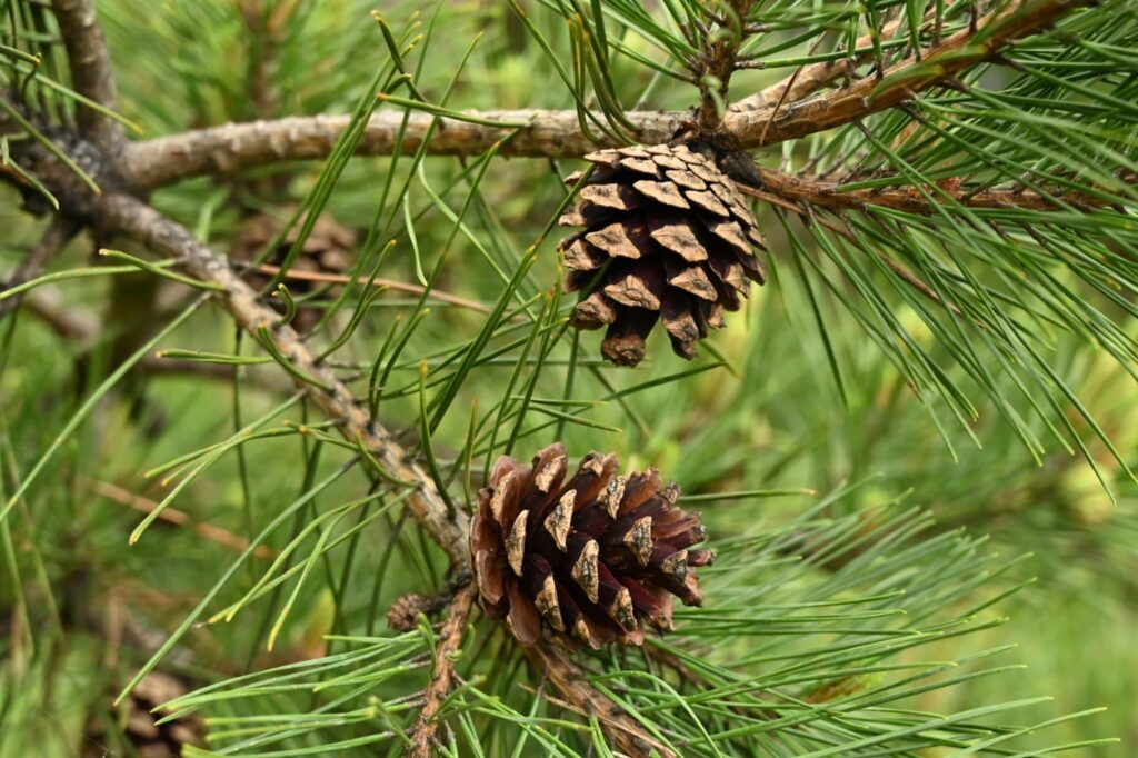 Japanese-Red-Pine-Pinus-densiflora
