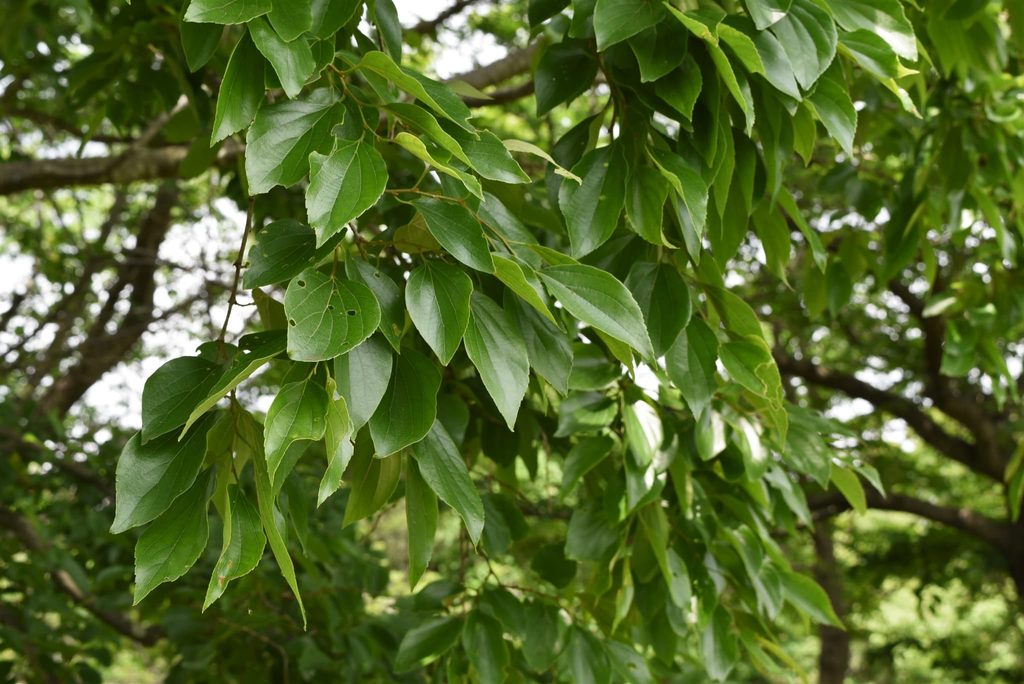 Japanese-Hackberry-Celtis-sinensis