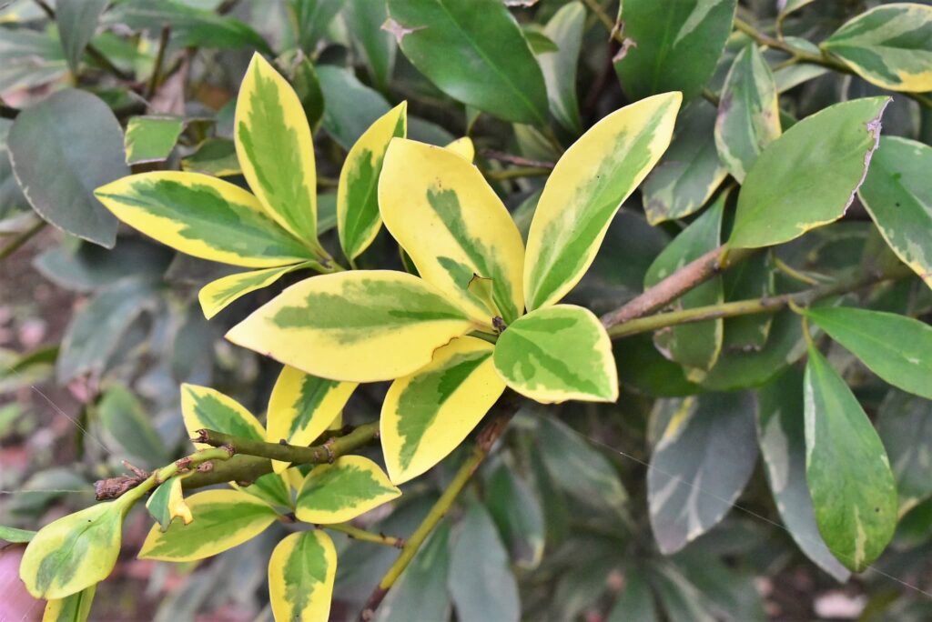 Mochi-Tree-Ilex-integra