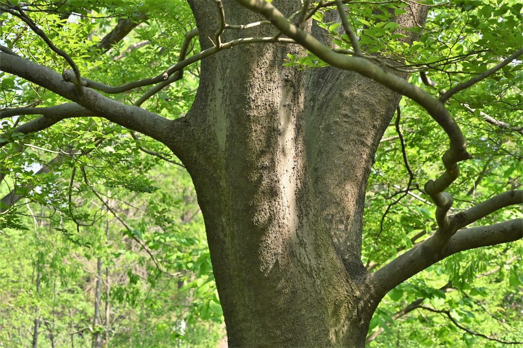 Japanese-Hackberry-Celtis-sinensis