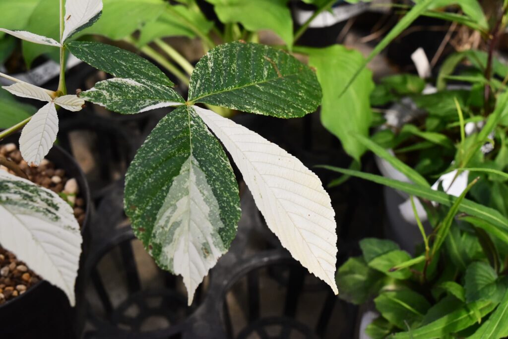 Japanese-Horse-Chestnut-Aesculus-turbinata