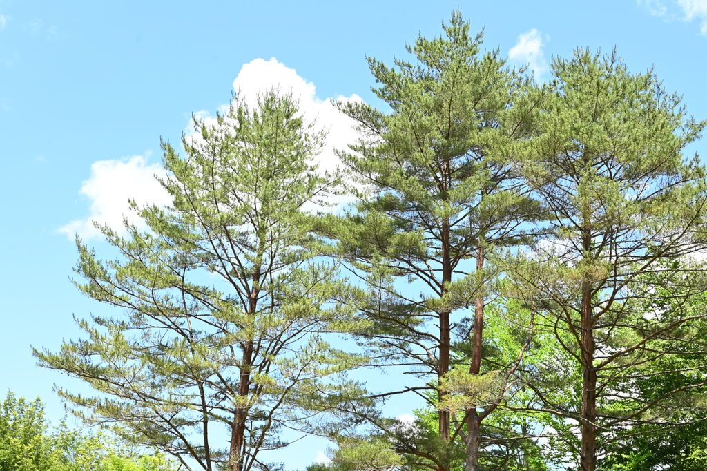 Japanese-Red-Pine-Pinus-densiflora