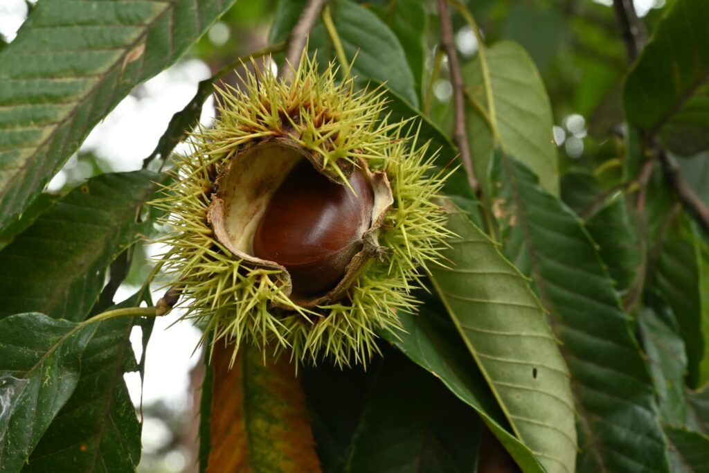 Japanese-Chestnut-Castanea-crenata 