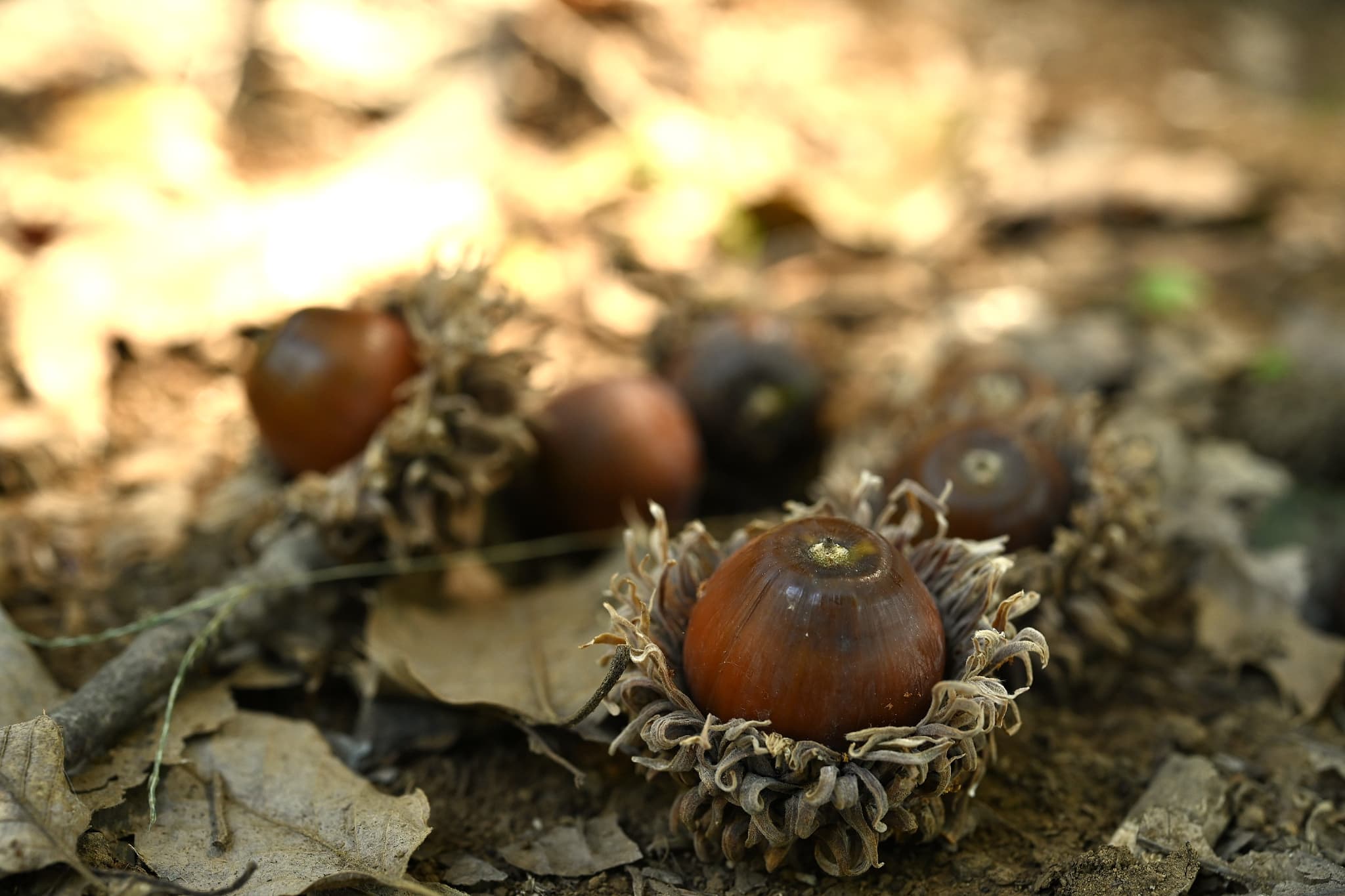 sawtooth-oak-quercus-acutissima