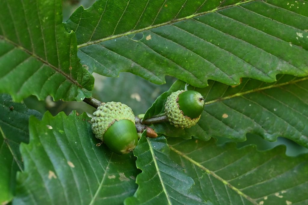 Mizunara Oak