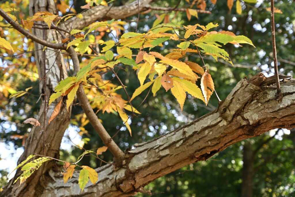 Japanese-Chestnut-Castanea-crenata 