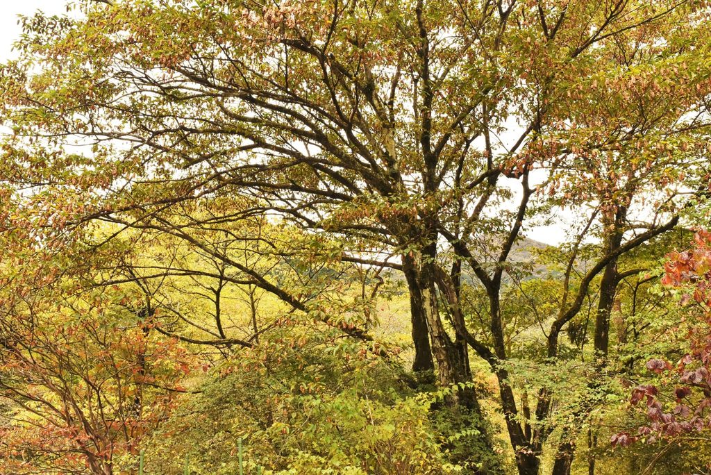 Japanese-Hornbeam-Carpinus-japonica