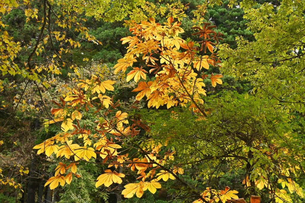 Japanese-Horse-Chestnut-Aesculus-turbinata