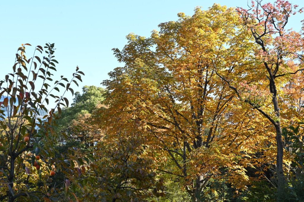 Japanese-Horse-Chestnut-Aesculus-turbinata