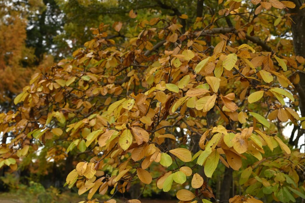 Japanese-Magnolia-Magnolia-kobus
