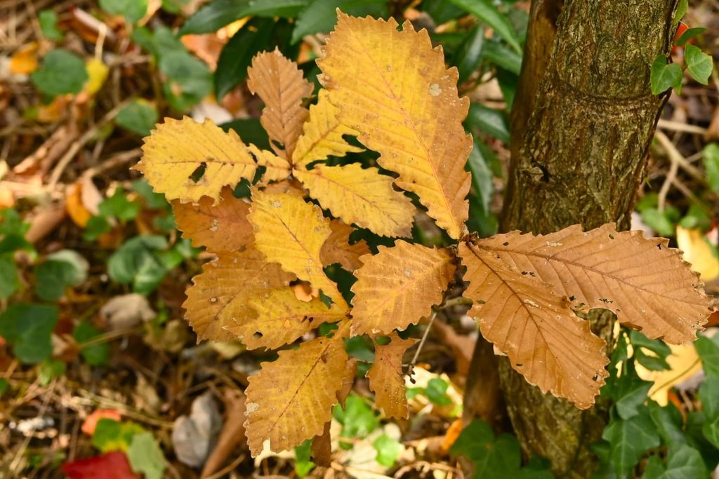 Mizunara Oak