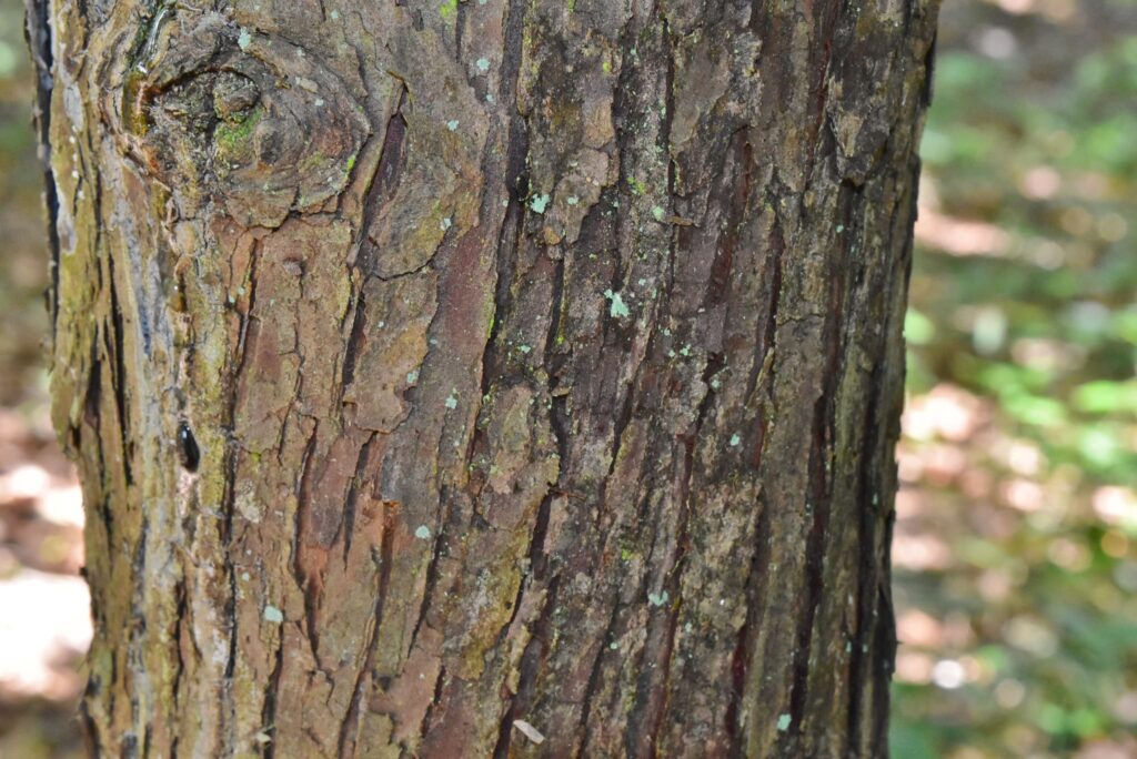 Asunaro Hiba (Thujopsis dolabrata)