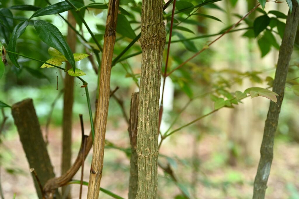 Heavenly-Bamboo-Nandina