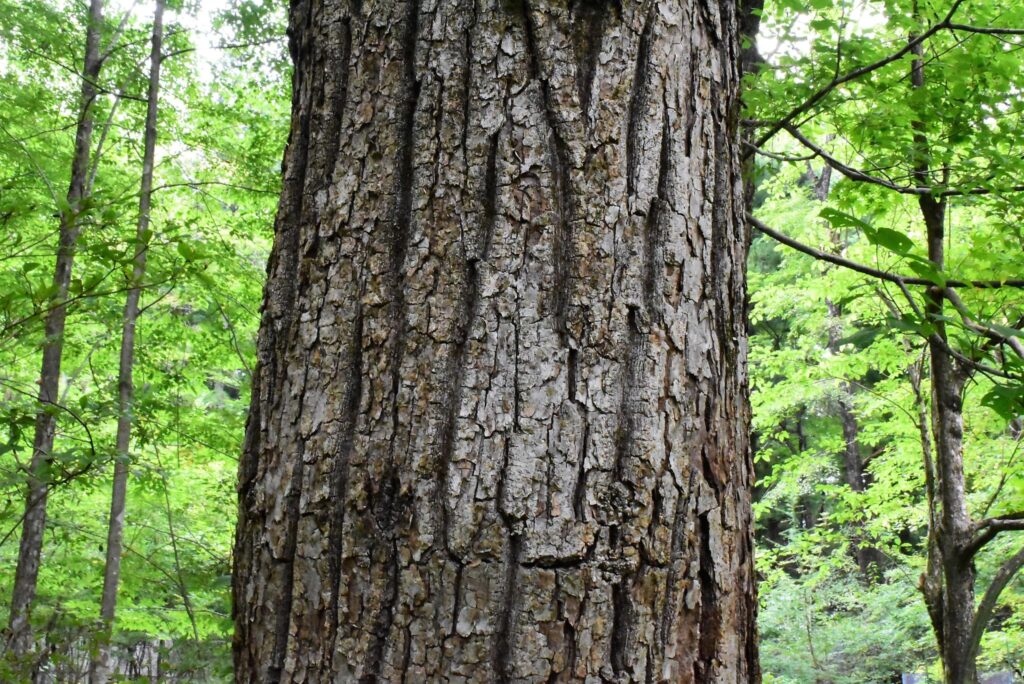 Japanese-Chestnut-Castanea-crenata 
