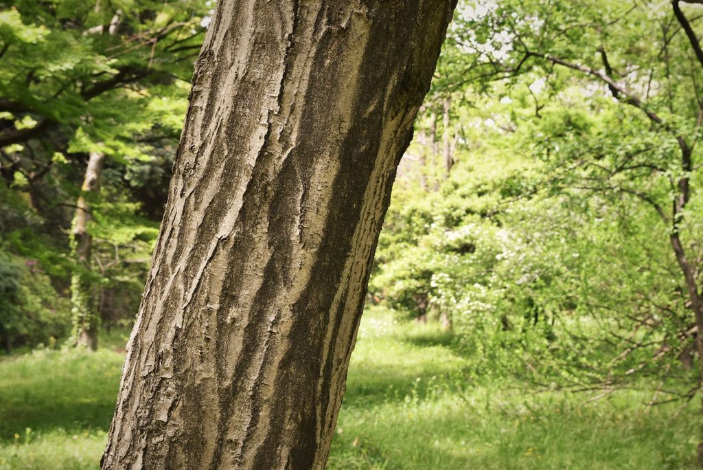 Japanese-Hornbeam-Carpinus-japonica