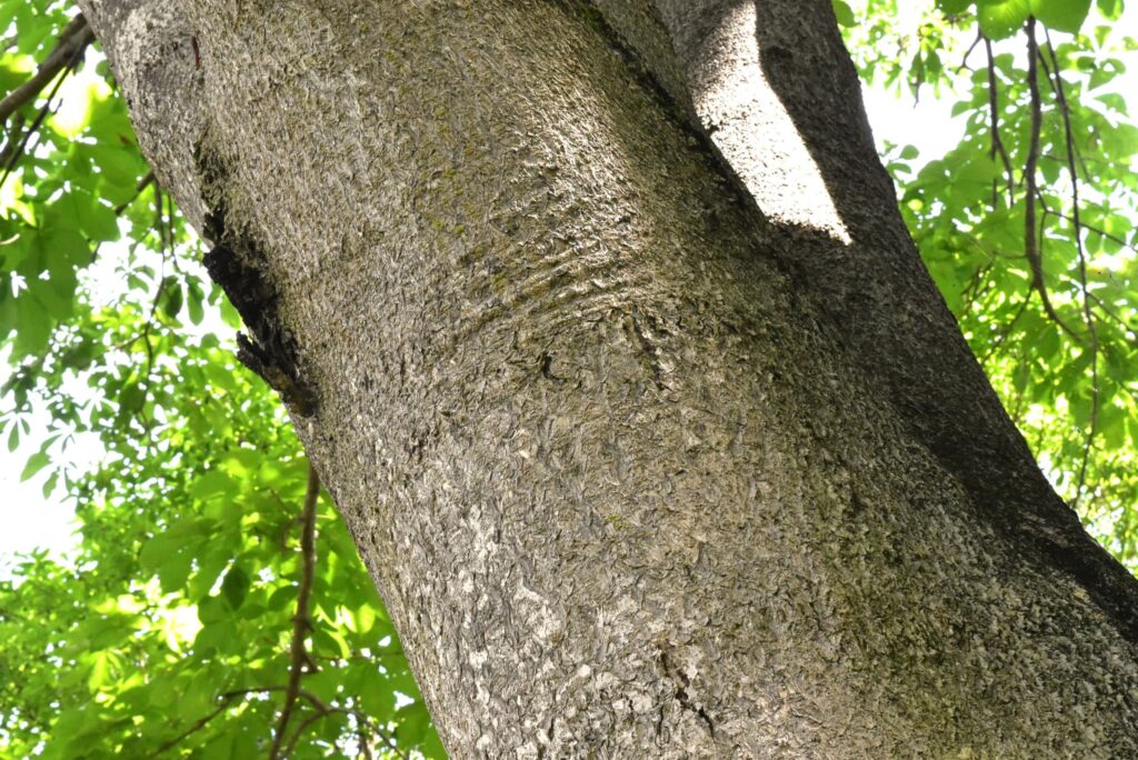 Japanese-Horse-Chestnut-Aesculus-turbinata
