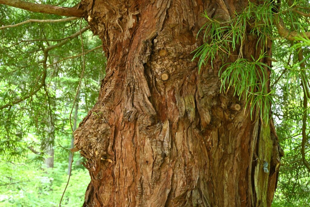 Japanese-Umbrella-Pine-Sciadopitys-verticillata