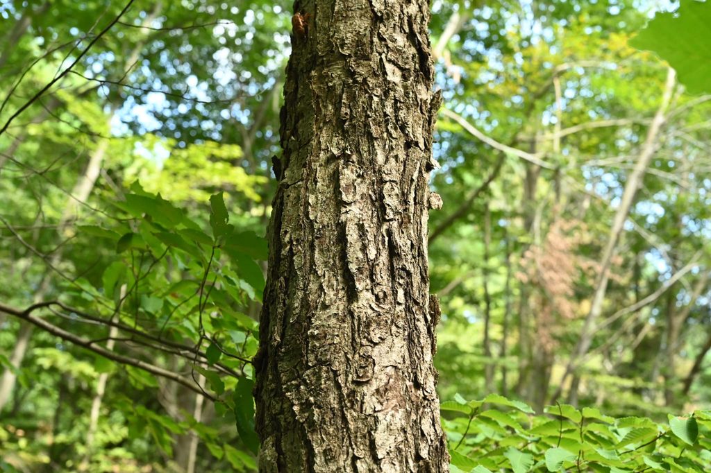 Mizunara Oak