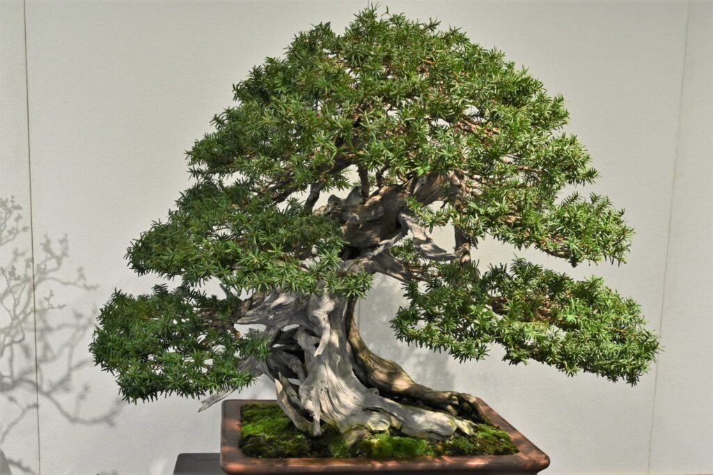 bonsai-Japanese-Yew-Taxus-cuspidata