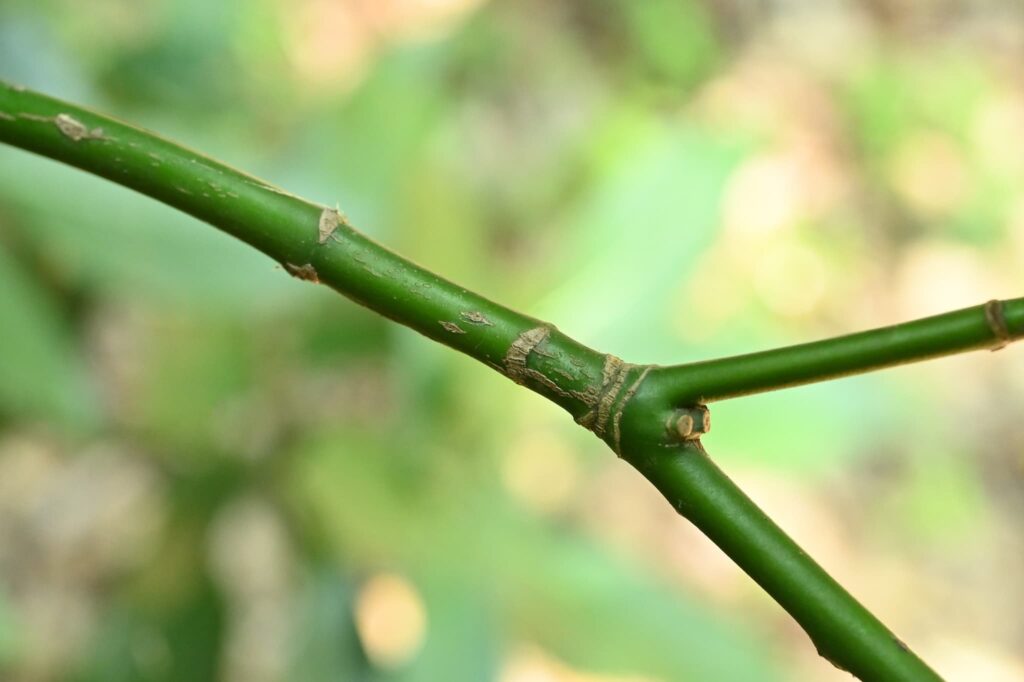 Japanese-Aucuba-Aucuba-japonica