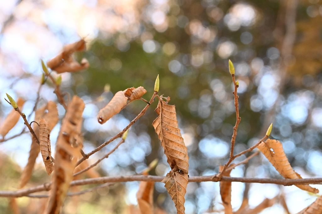 Japanese-Hornbeam-Carpinus-japonica