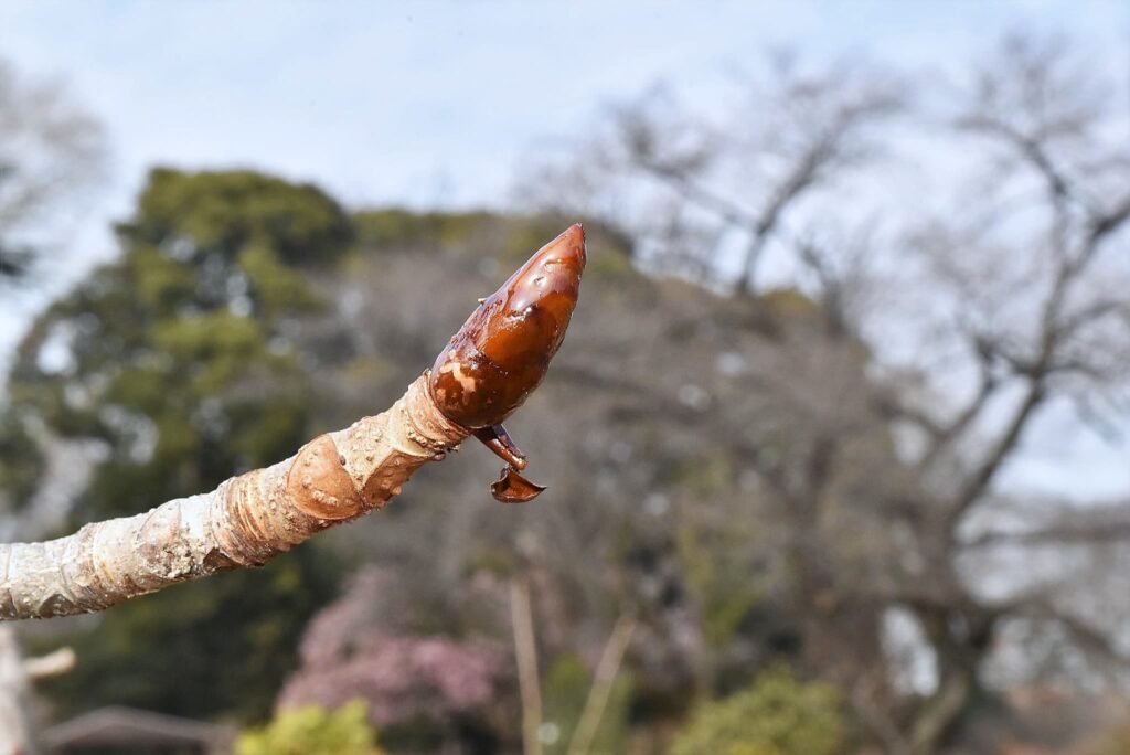 Japanese-Horse-Chestnut-Aesculus-turbinata
