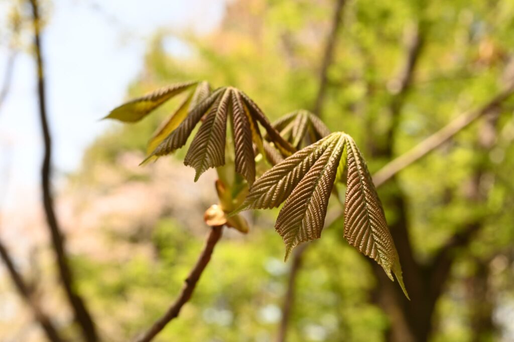 Japanese-Horse-Chestnut-Aesculus-turbinata