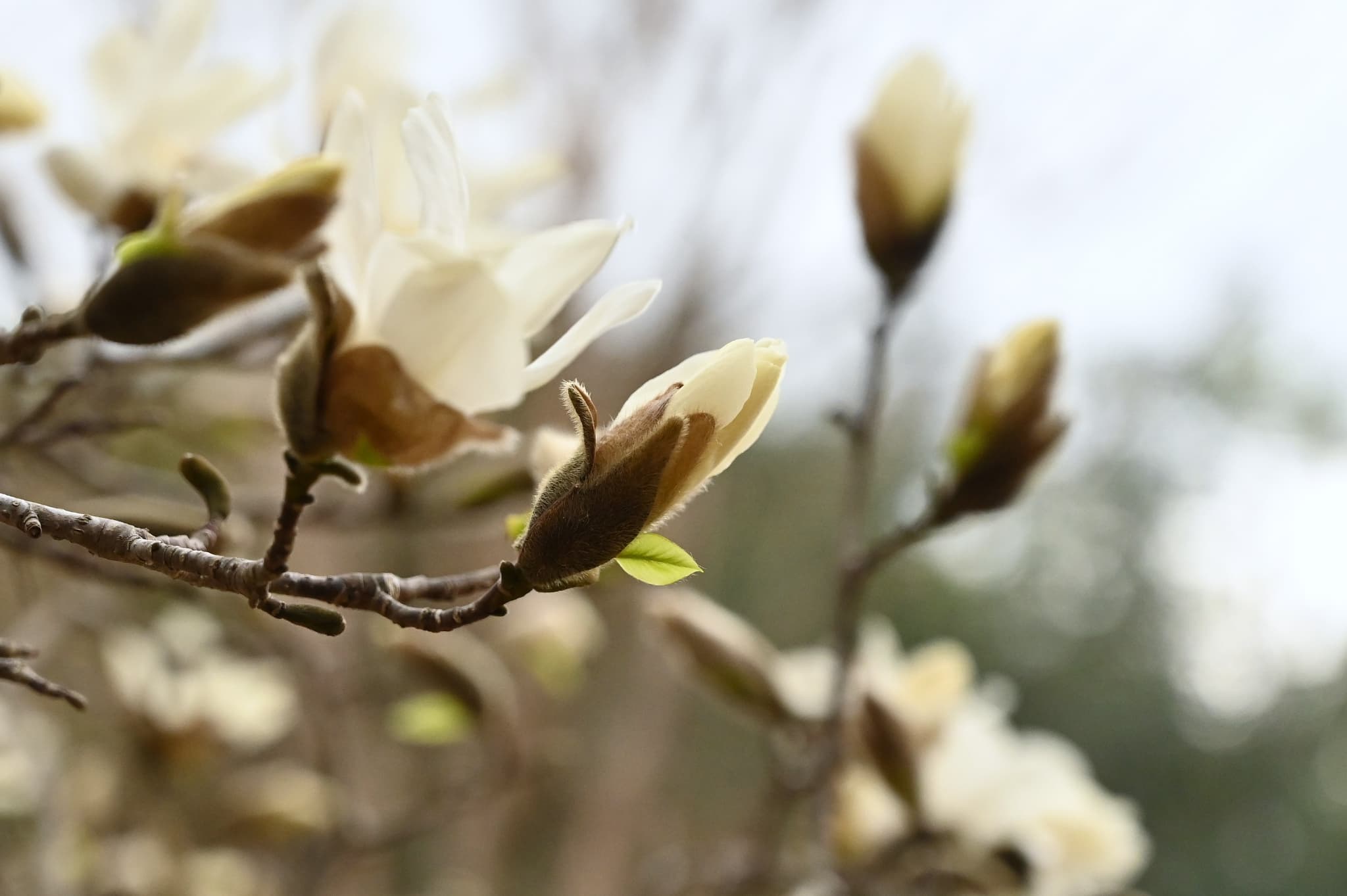 kobus-magnolia-magnolia-kobus