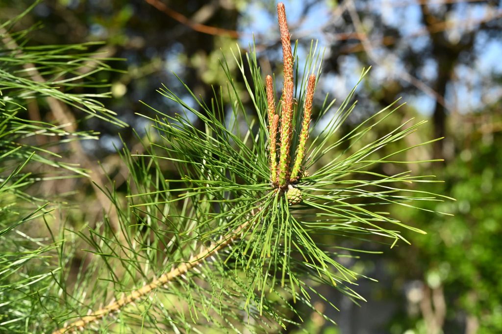 Japanese-Red-Pine-Pinus-densiflora