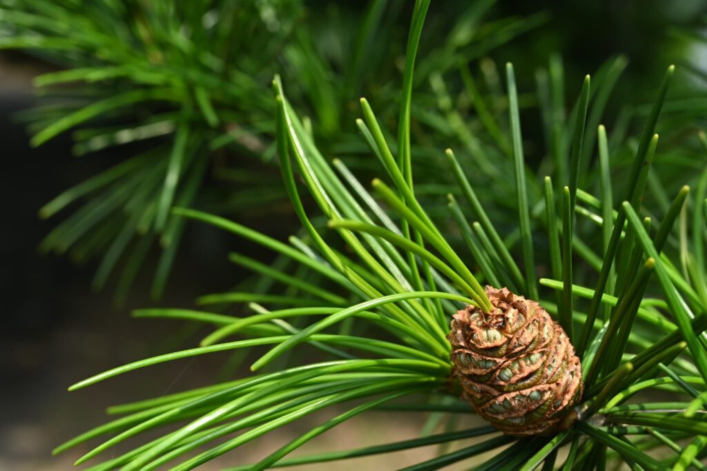 Japanese-Umbrella-Pine-Sciadopitys-verticillata