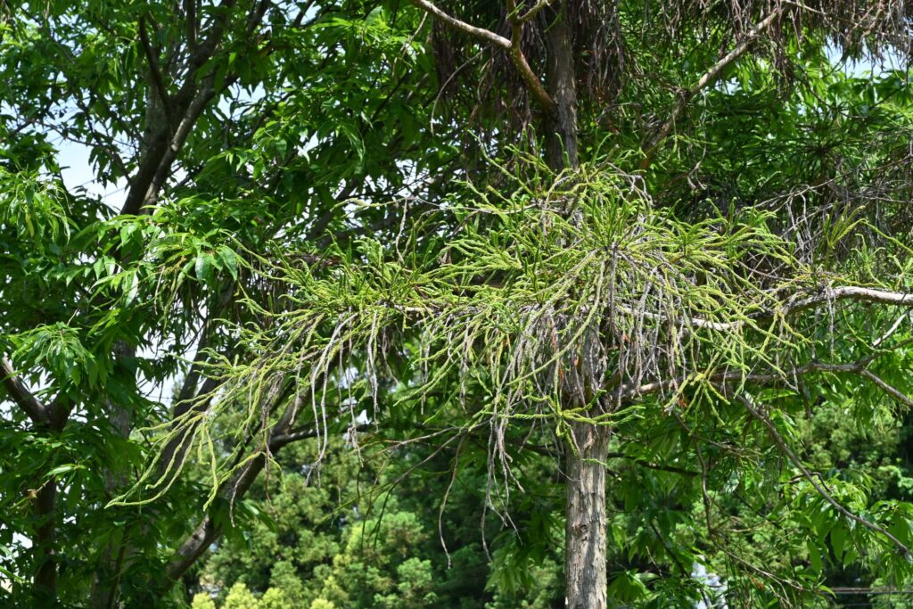 Japanese-Cedar-Cryptomeria-japonica