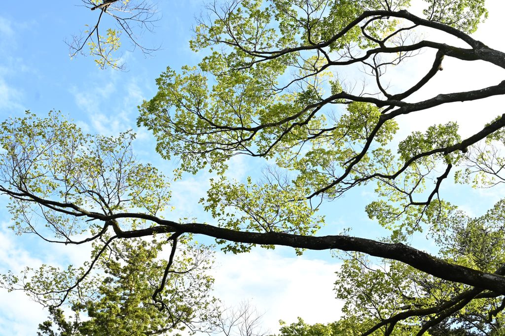 Japanese-Hackberry-Celtis-sinensis