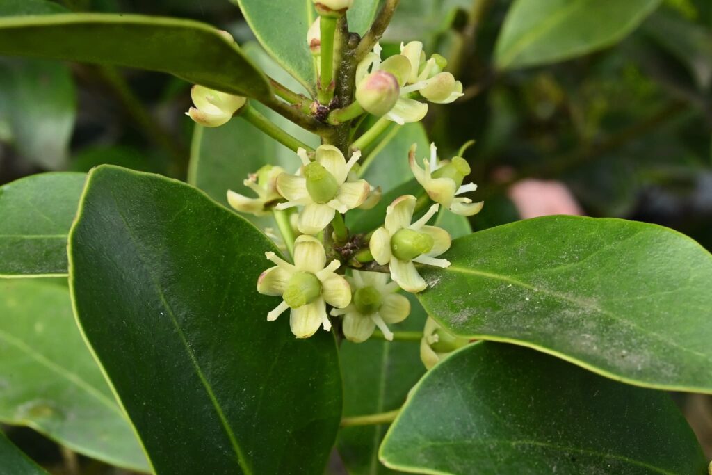 Mochi-Tree-Ilex-integra