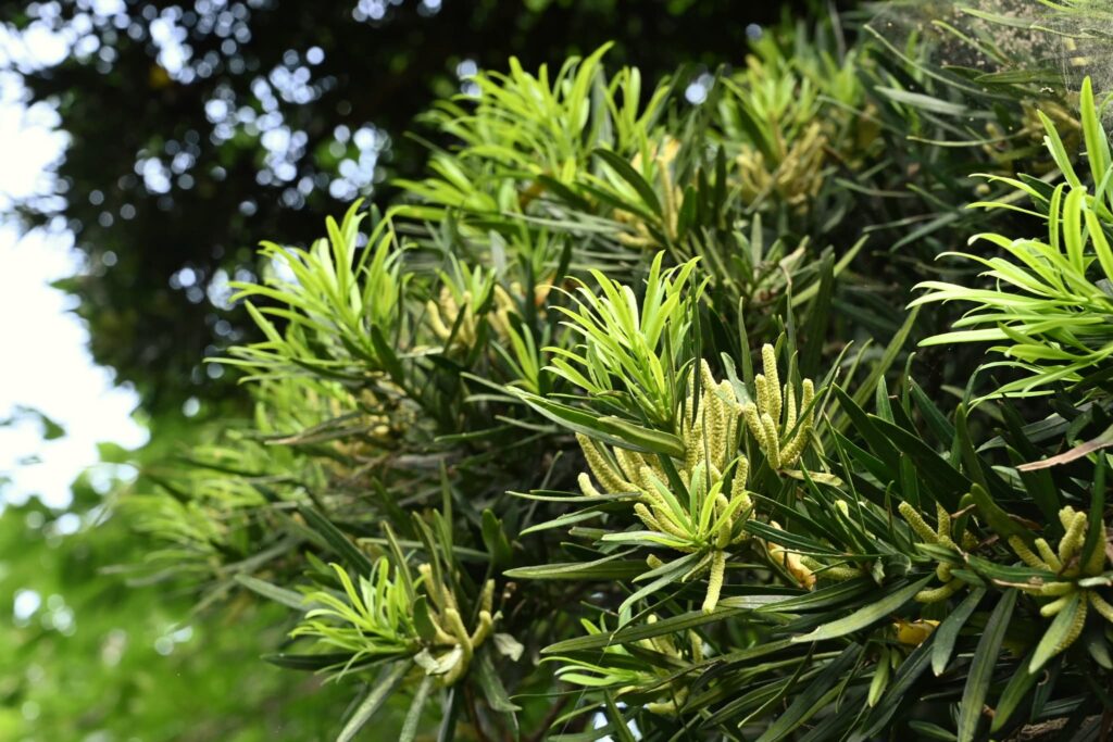Buddhist-Pine-Podocarpus-macrophyllus-Fo