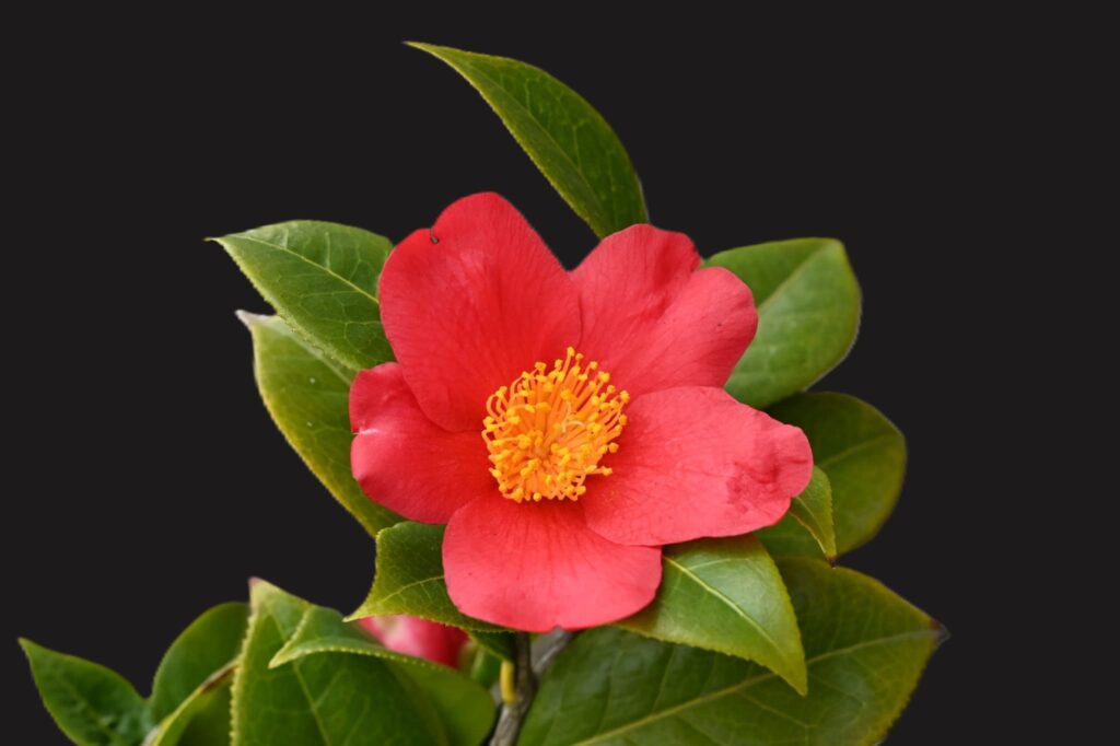 Japanese-Camellia-Camellia-japonica