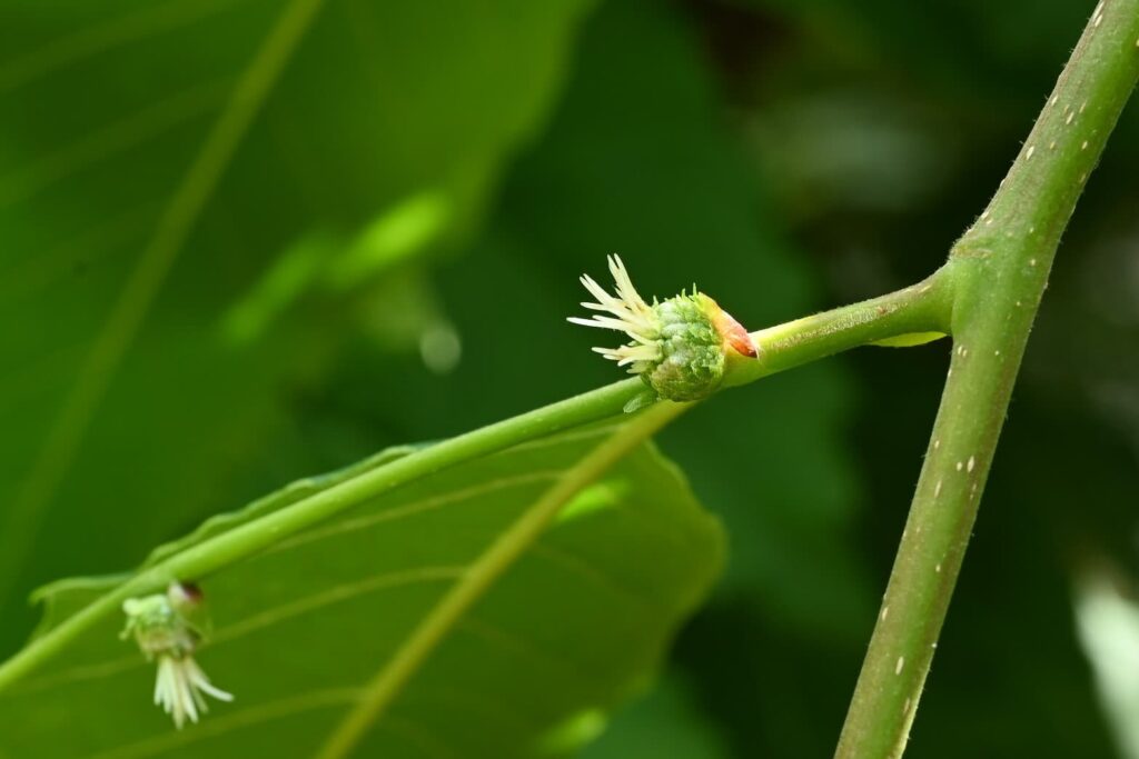 Japanese-Chestnut-Castanea-crenata 