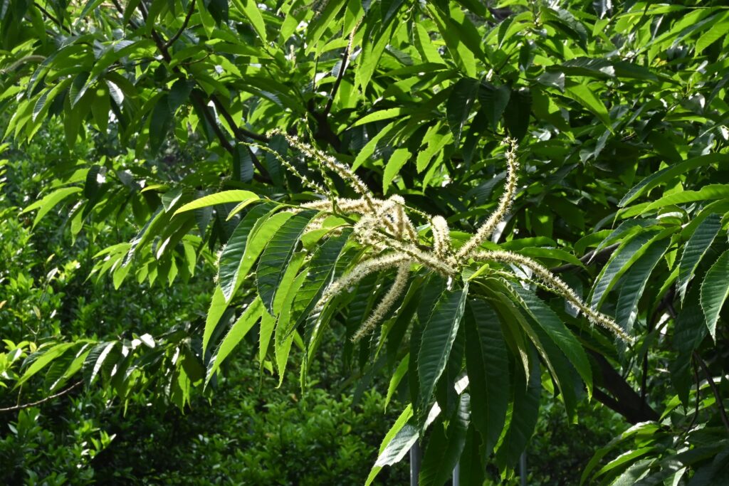 Japanese-Chestnut-Castanea-crenata 