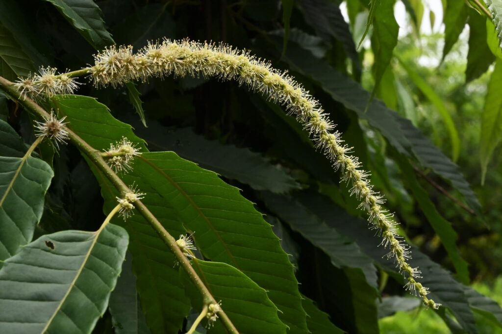 Japanese-Chestnut-Castanea-crenata 