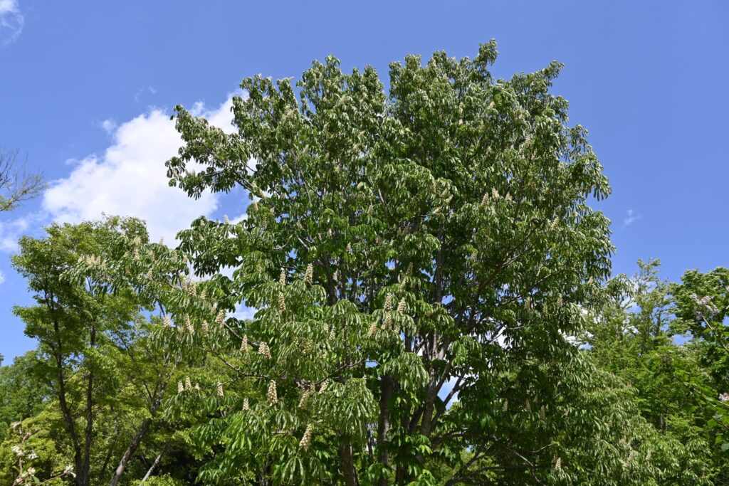 Japanese-Horse-Chestnut-Aesculus-turbinata