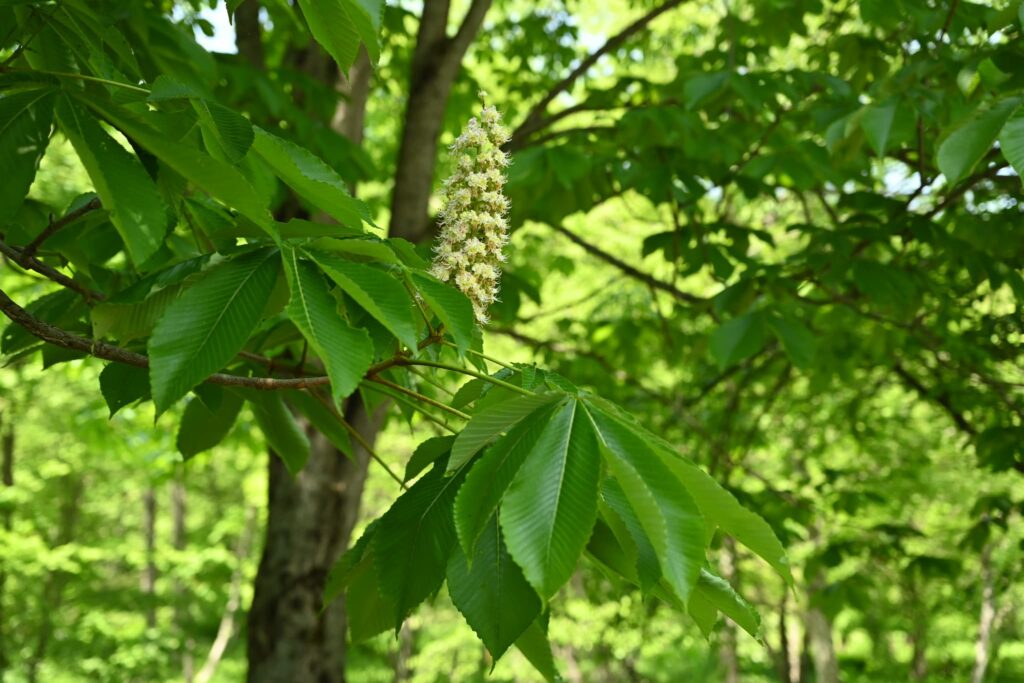 Japanese-Horse-Chestnut-Aesculus-turbinata