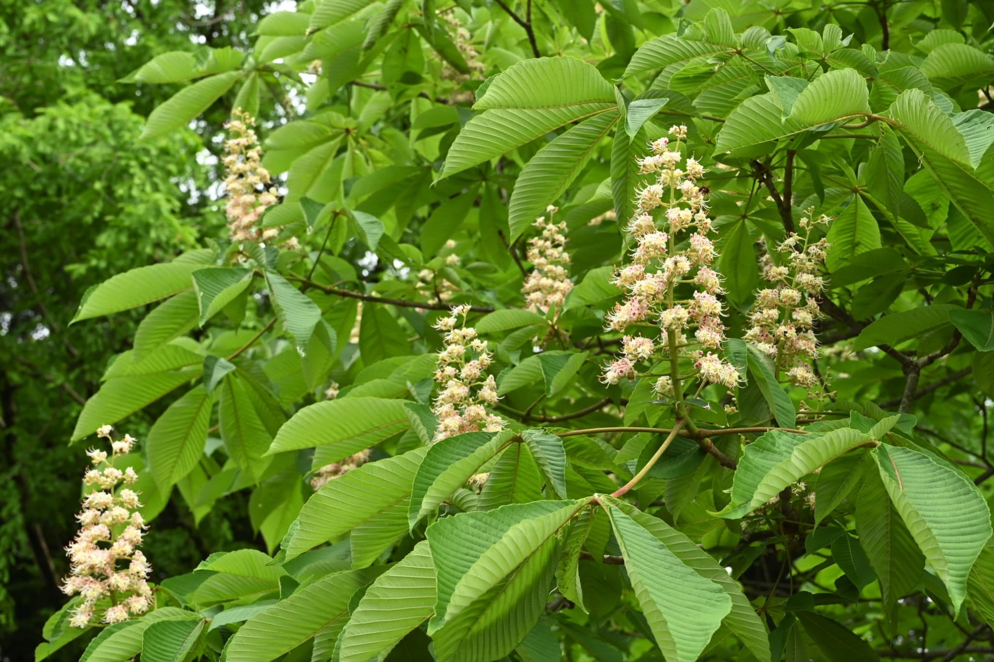 Japanese Horse Chestnut