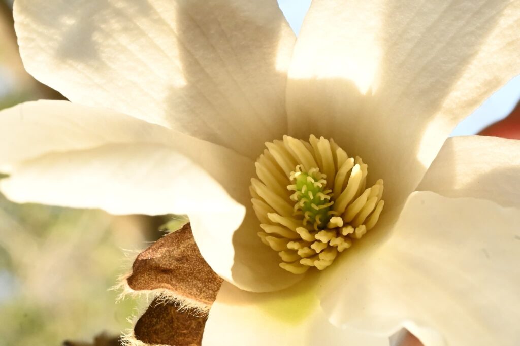 Japanese-Magnolia-Magnolia-kobus