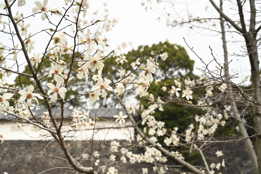 Japanese-Magnolia-Magnolia-kobus