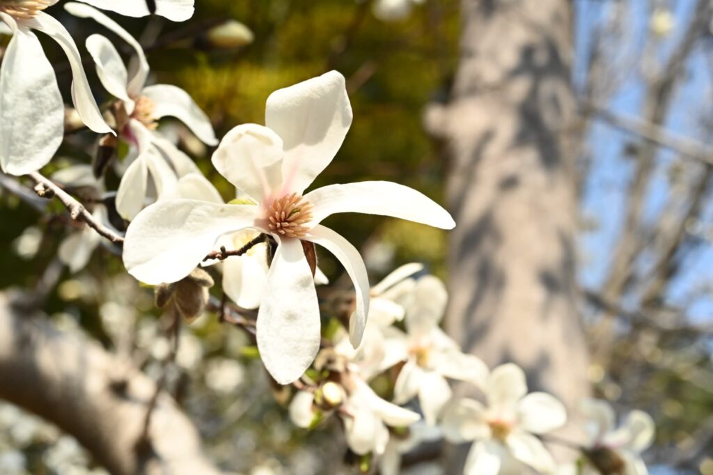 Japanese-Magnolia-Magnolia-kobus 