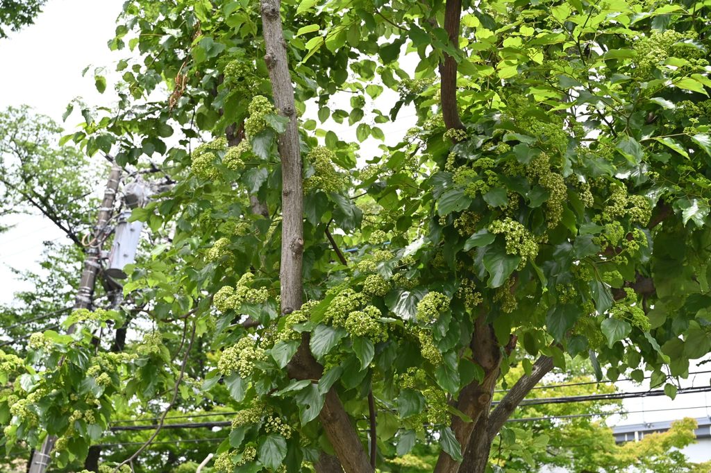 Japanese-Raisin-Tree-Hovenia-dulcis